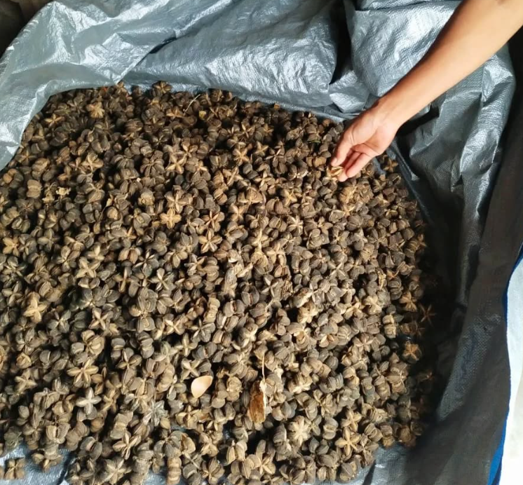 Sacha inchi seeds