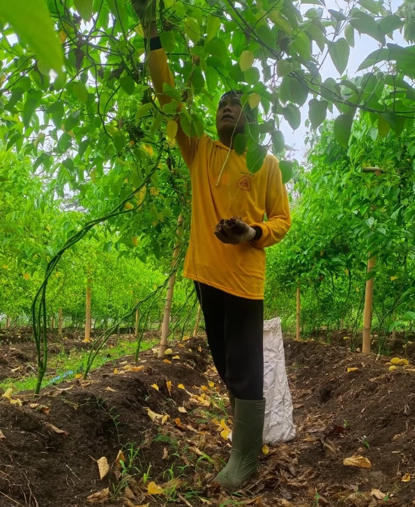 Sacha inchi oil farm